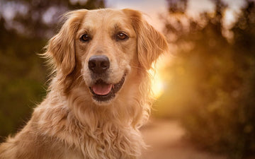 Golden retriever dog with a blurred natural background